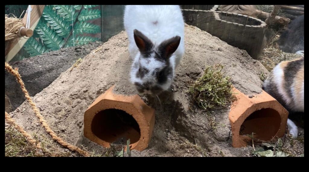 Bunny Burrow Building DIY Hideouts for Rabbits 1
