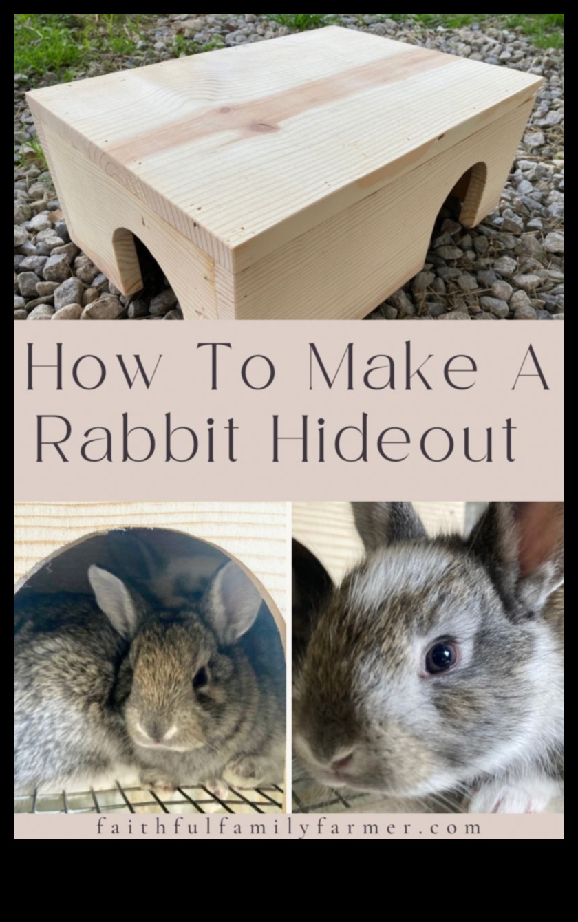 Bunny Burrow Building: DIY Hideouts for Rabbits