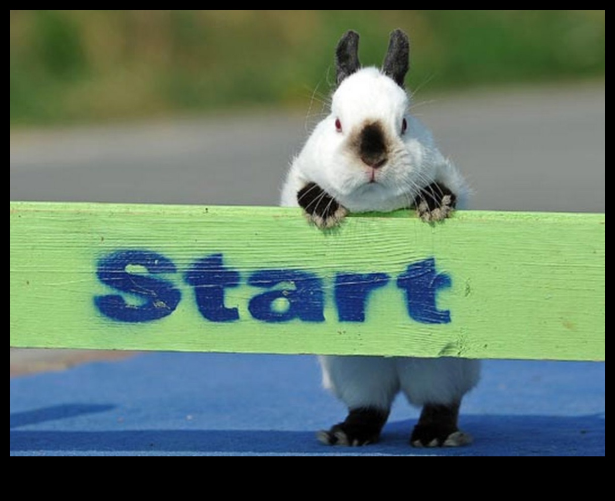 Bunny Olympics: Fun and Games for Rabbits