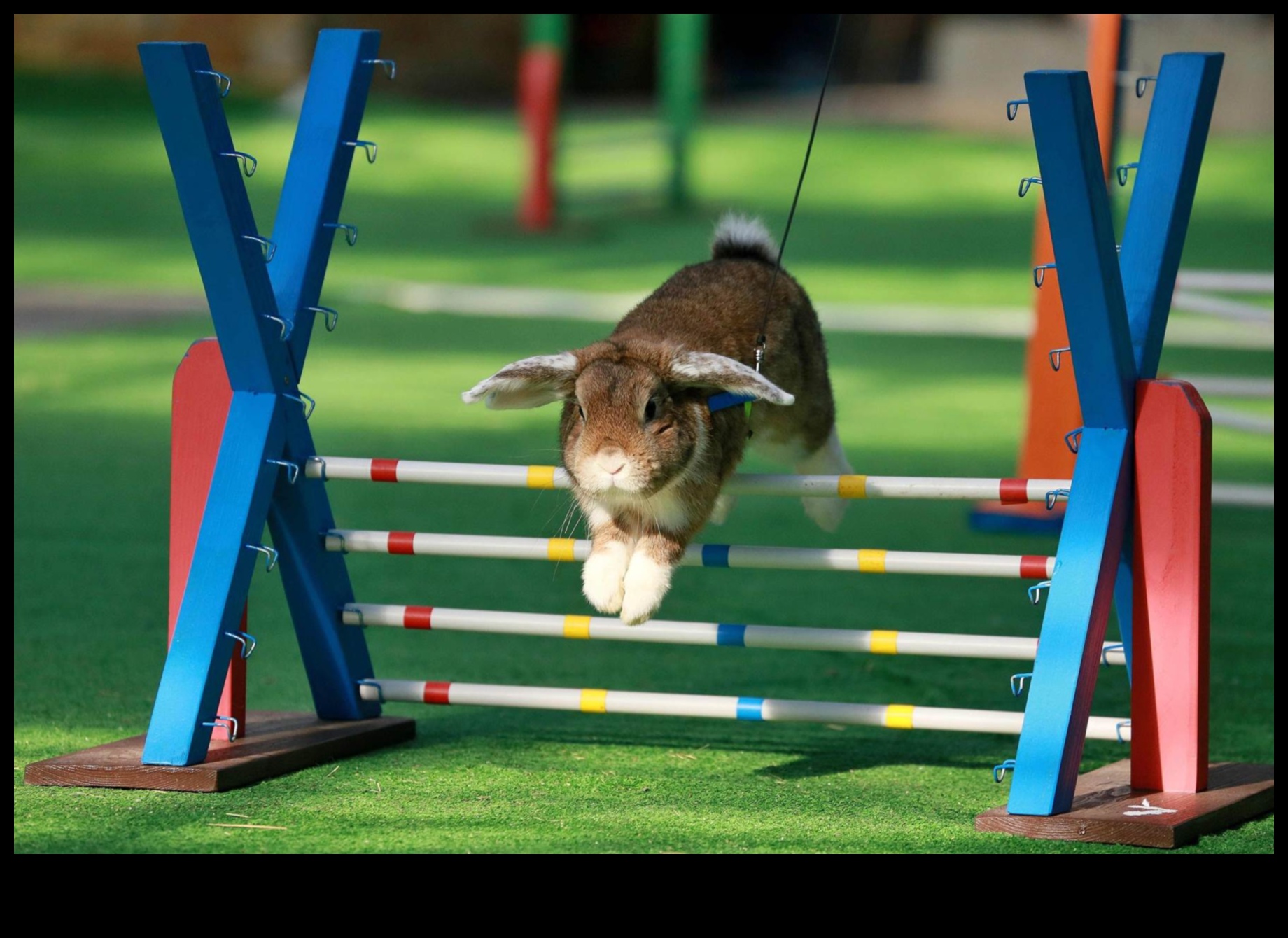 Bunny Olympics: Fun and Games for Rabbits