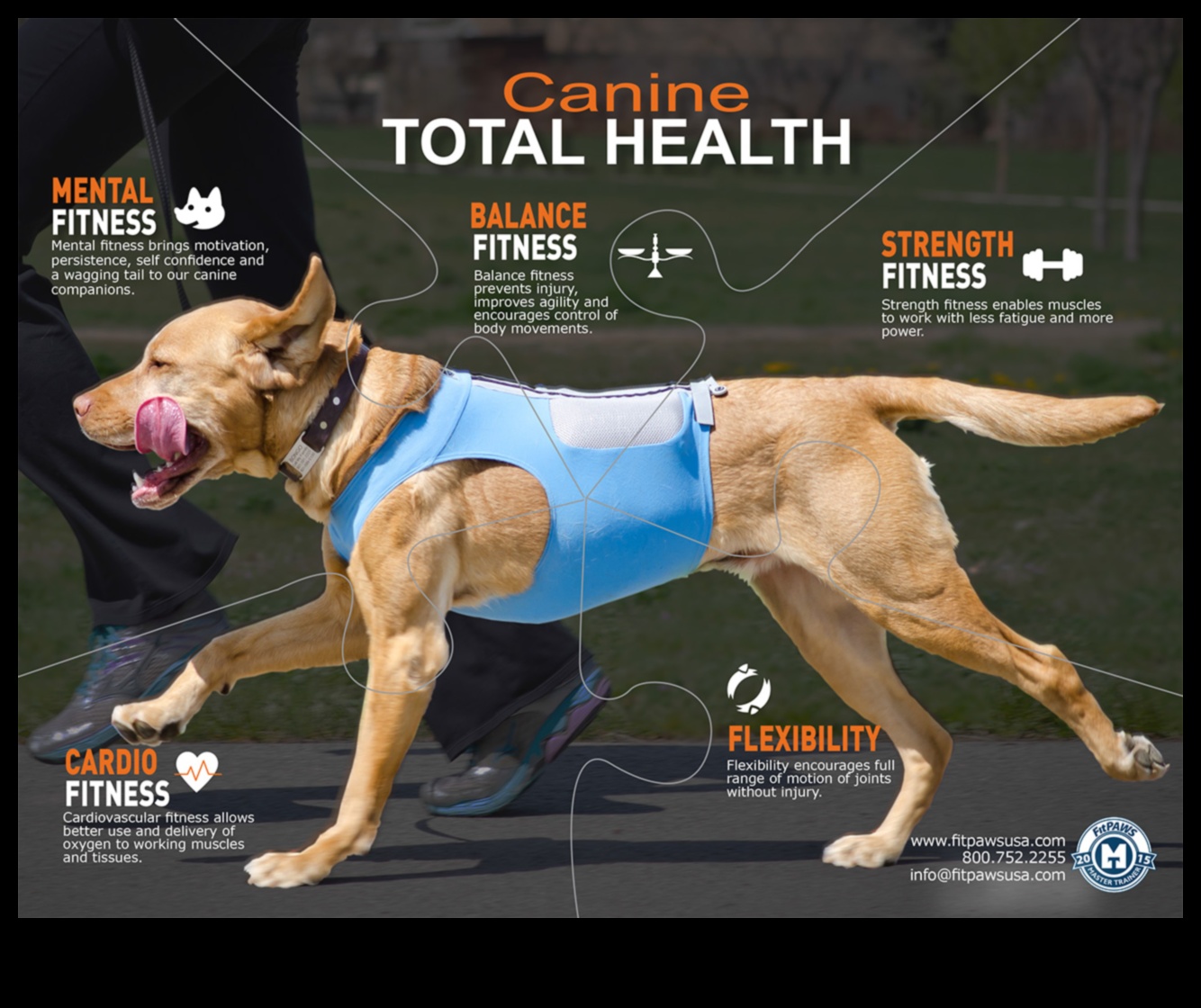Canine Cardio: Fun and Fitness for a Happy, Healthy Dog