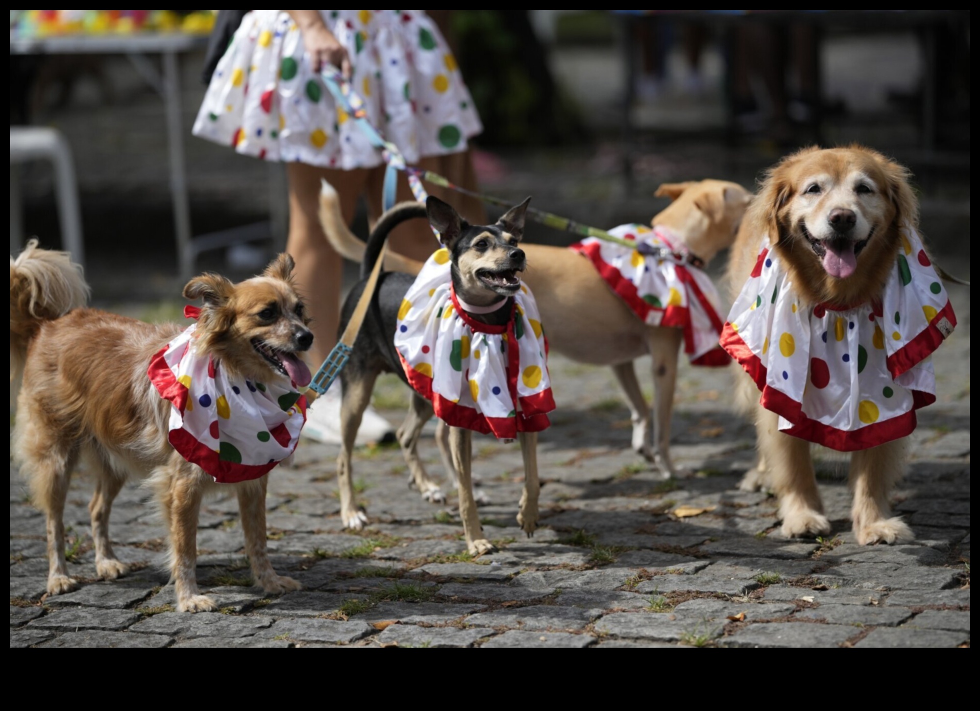 Canine Carnival: Exciting Activities for Energetic Dogs