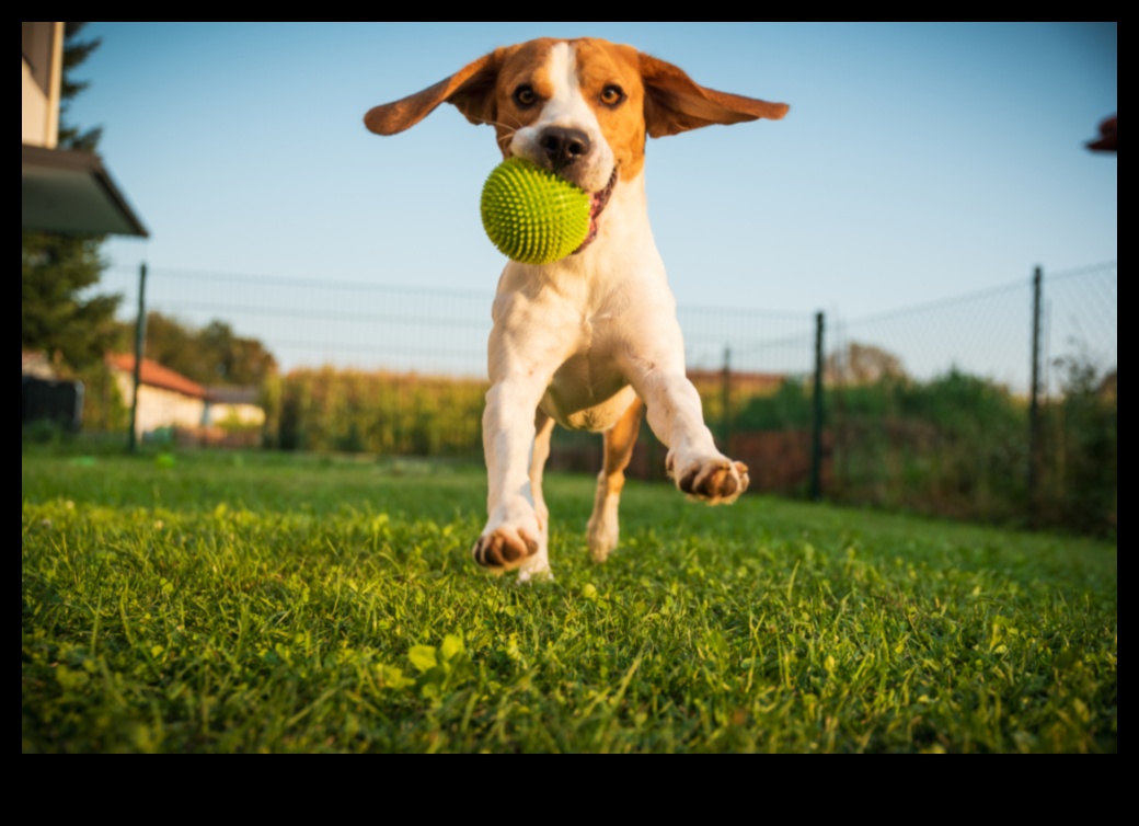 Canine Carnival: Exciting Activities for Energetic Dogs
