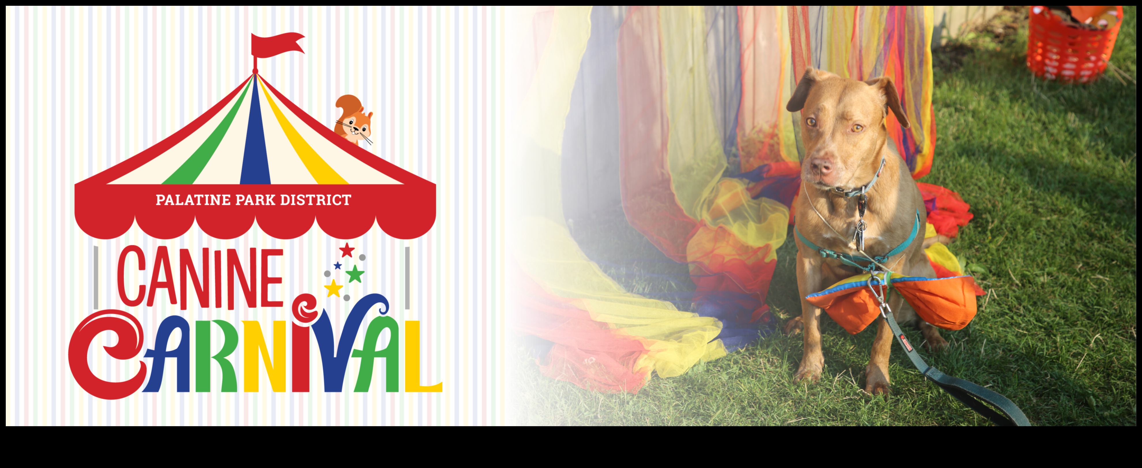 Canine Carnival: Hosting the Ultimate Dog-Friendly Event