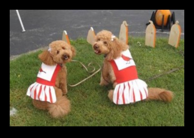 Canine Carnival: Hosting the Ultimate Dog-Friendly Event