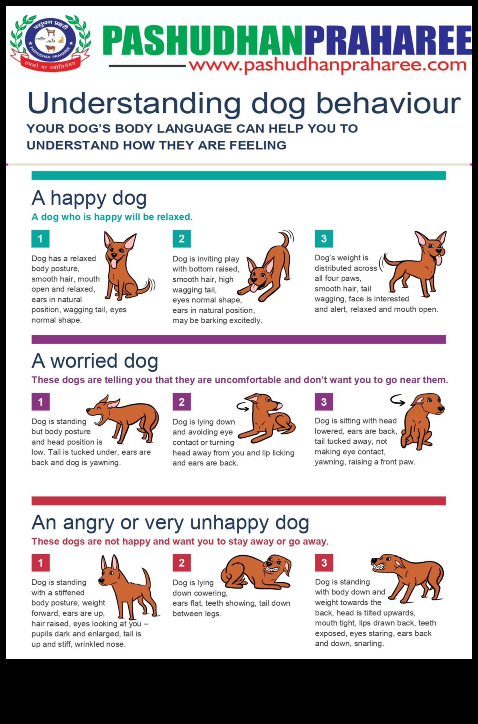 Canine Challenges: Overcoming Common Dog Behavior Issues