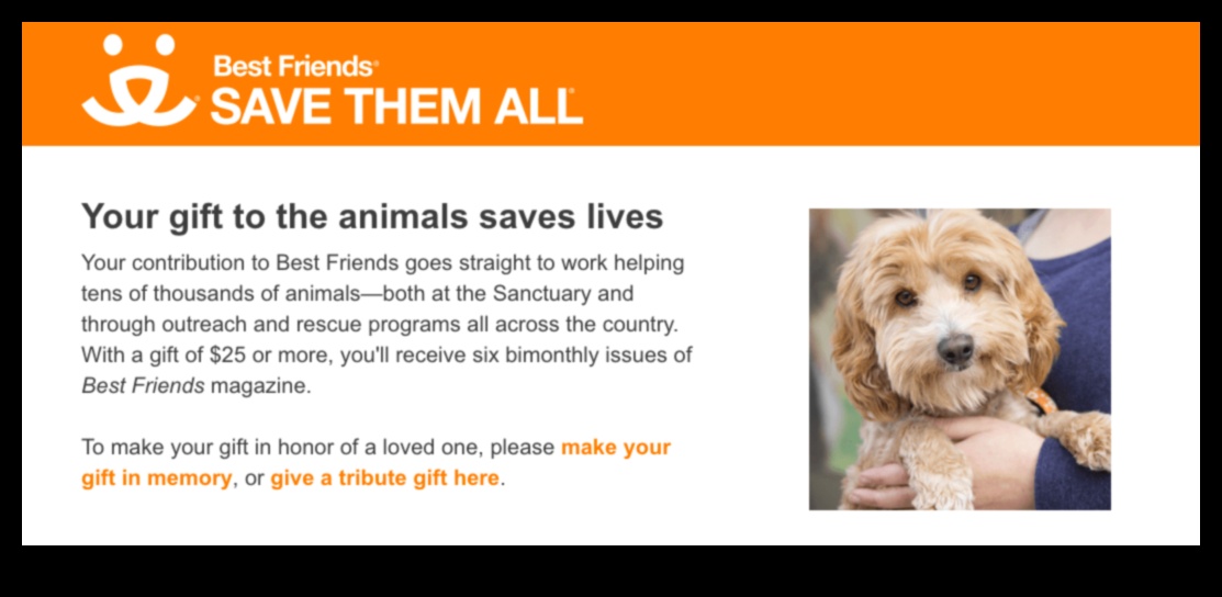 Canine Charities: Supporting Organizations that Help Dogs in Need