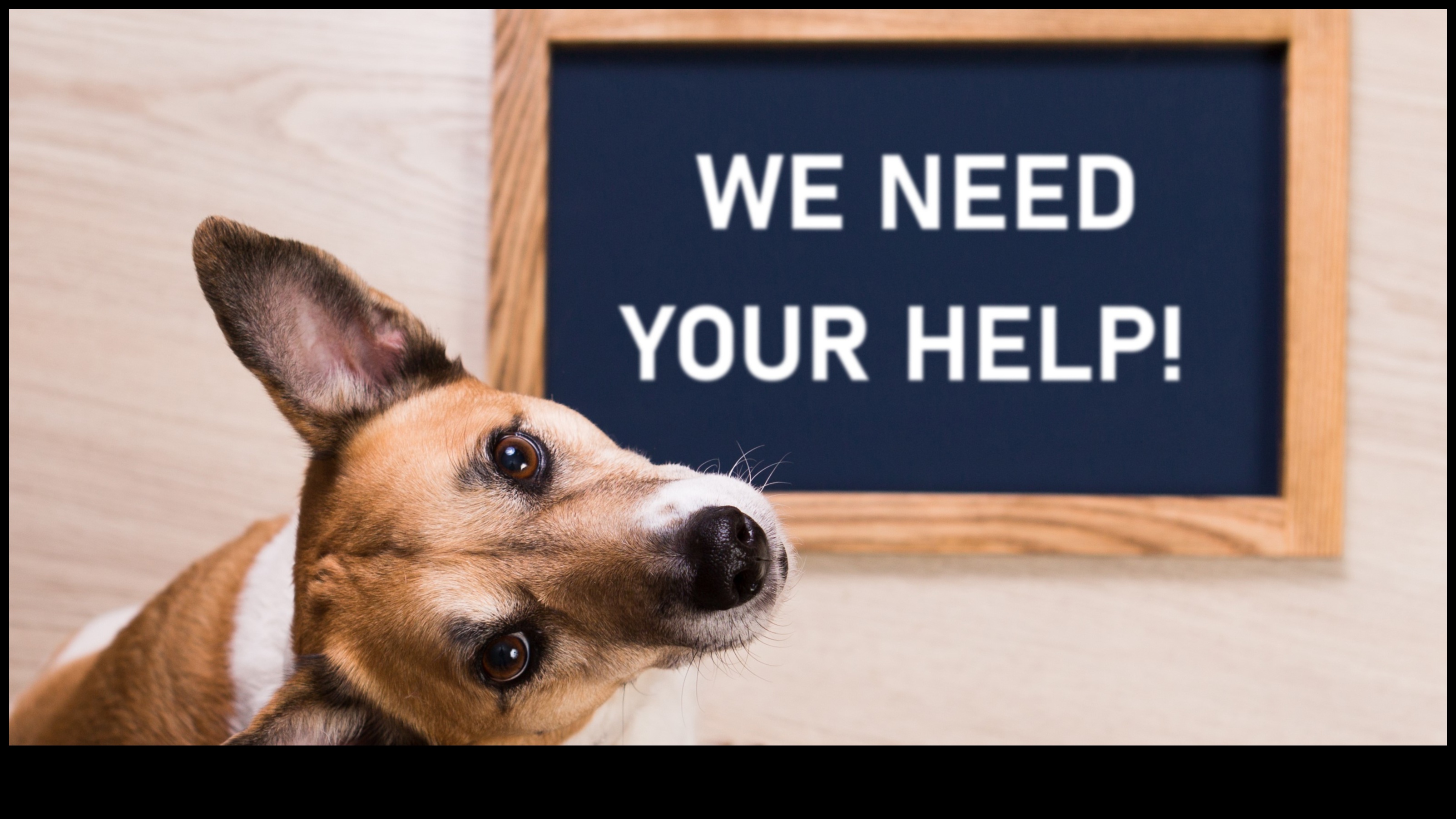Canine Charities: Supporting Organizations that Help Dogs in Need