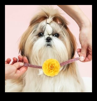 Canine Charm Collection: Growing Your Dog's Chic Collar Assortment