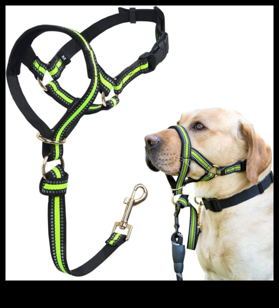 Canine Charm Continued Upgrade Your Dog's Collar Collection with These Stylish Options 1