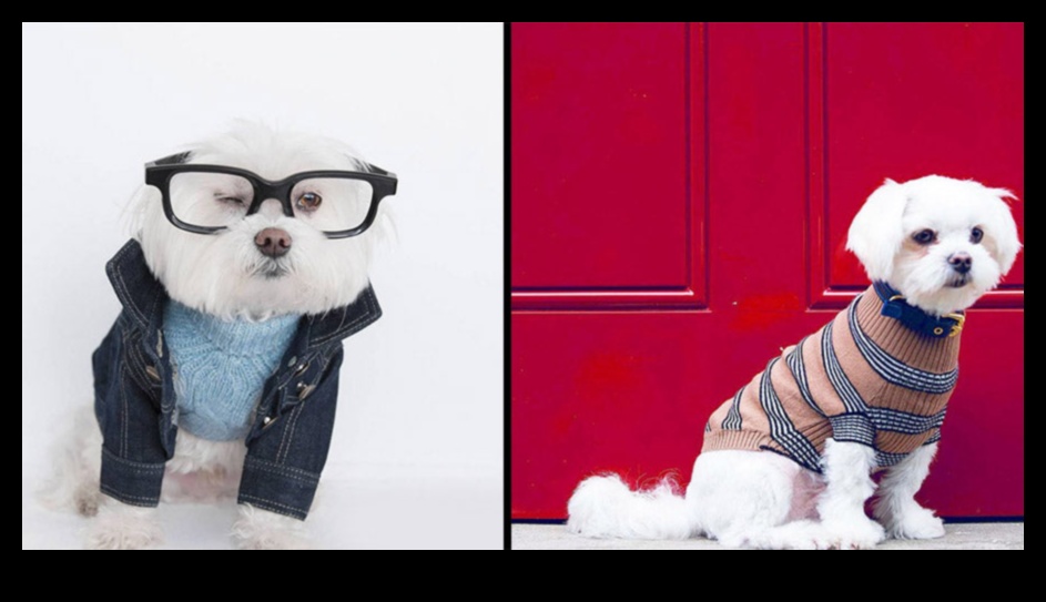 Canine Chic: Accessorizing Your Dog with the Latest Trends