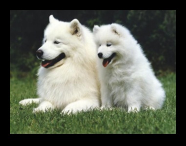 Canine Chronicles: Exploring Different Dog Breeds