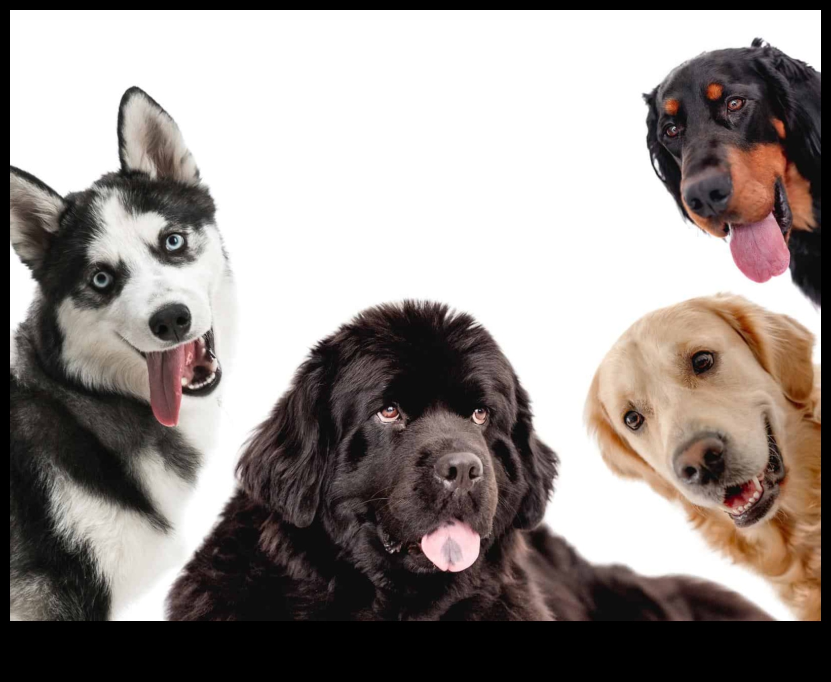 Canine Chronicles: Exploring Different Dog Breeds
