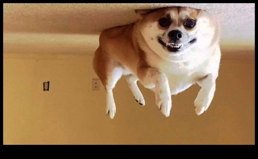 Canine Comedians Hilarious Moments Caught on Camera 1
