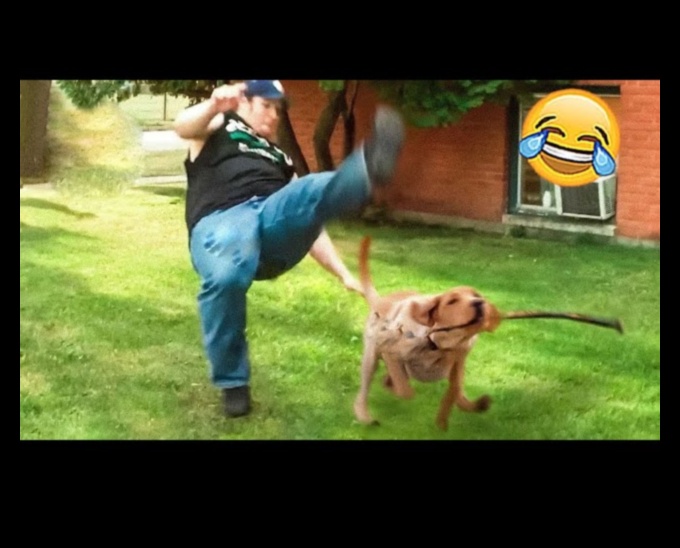 Canine Comedians: Hilarious Moments Caught on Camera