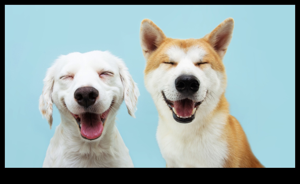 Canine Comedy Continued: More Hilarious Dog Moments