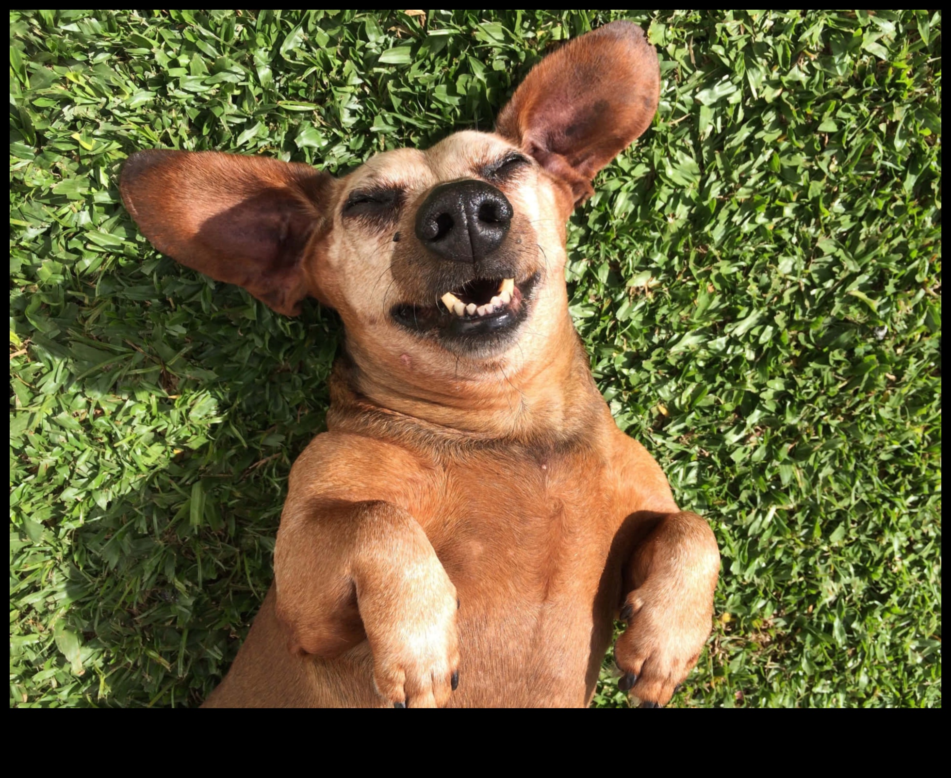 Canine Comedy Continued: More Hilarious Dog Moments