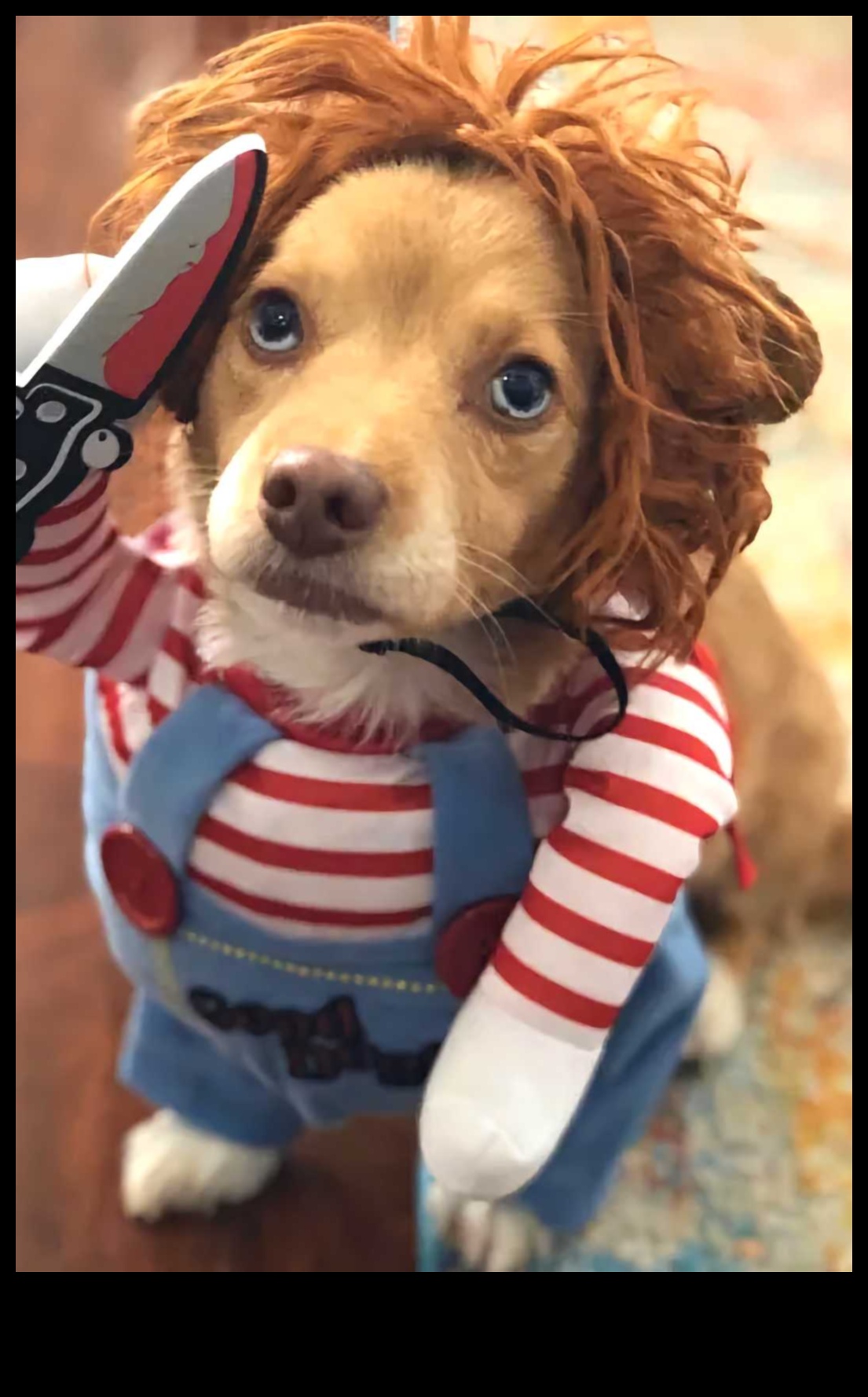 Canine Comedy Continued: More Hilarious Dog Moments