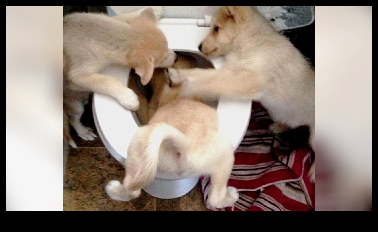 Canine Comedy Continued: More Hilarious Dog Moments