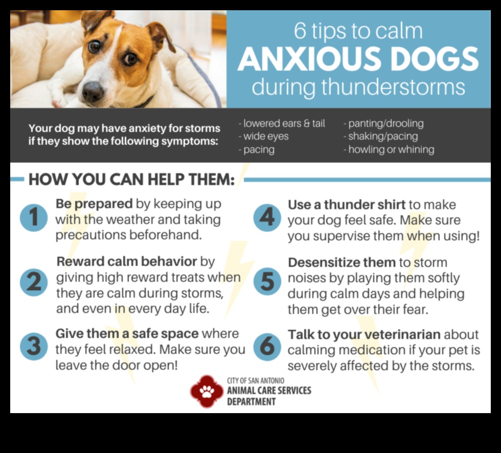 Canine Comfort During Storms Easing Anxiety in Thunderous Weather 1