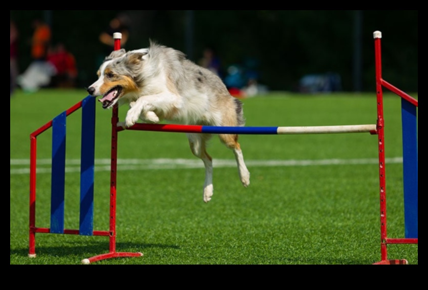 Canine Contests: Participating in Fun Dog Competitions