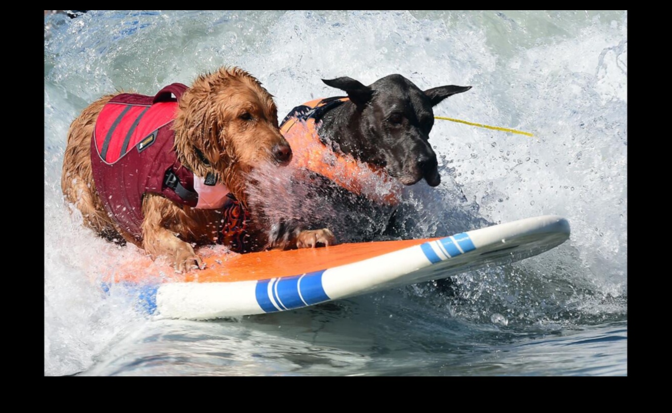 Canine Contests: Participating in Fun Dog Competitions