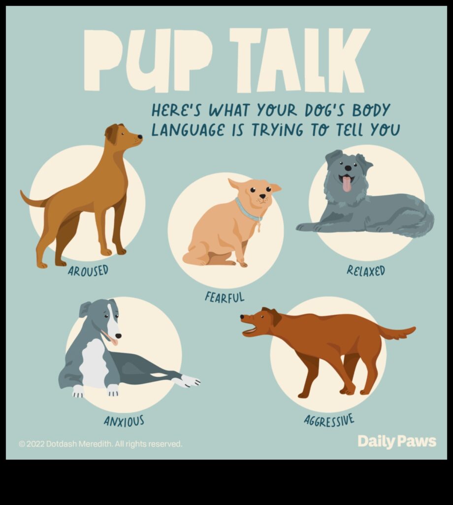 Canine Conversations Understanding Dog Vocalizations 1