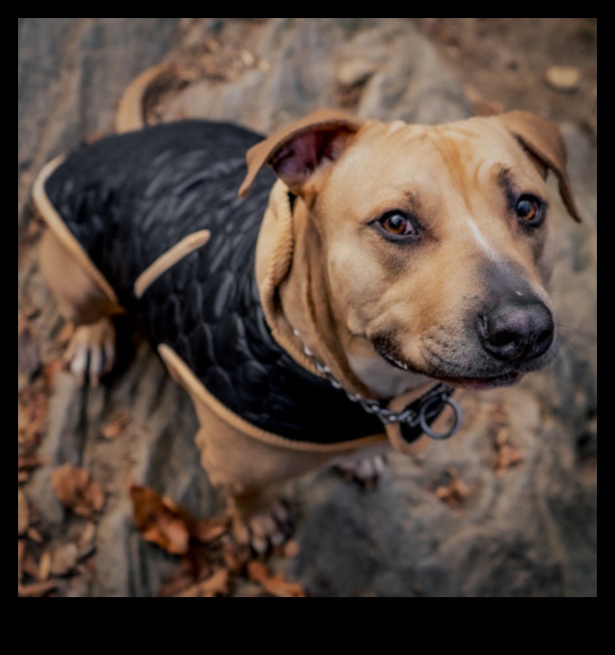 Canine Couture: Stylish Dog Accessories for a Fashionable Pup