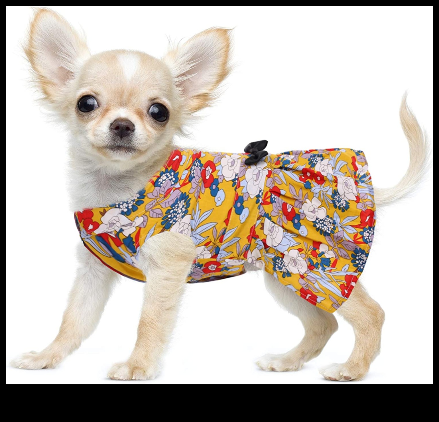 Canine Couture: Stylish Fashion Tips for Your Furry Friend