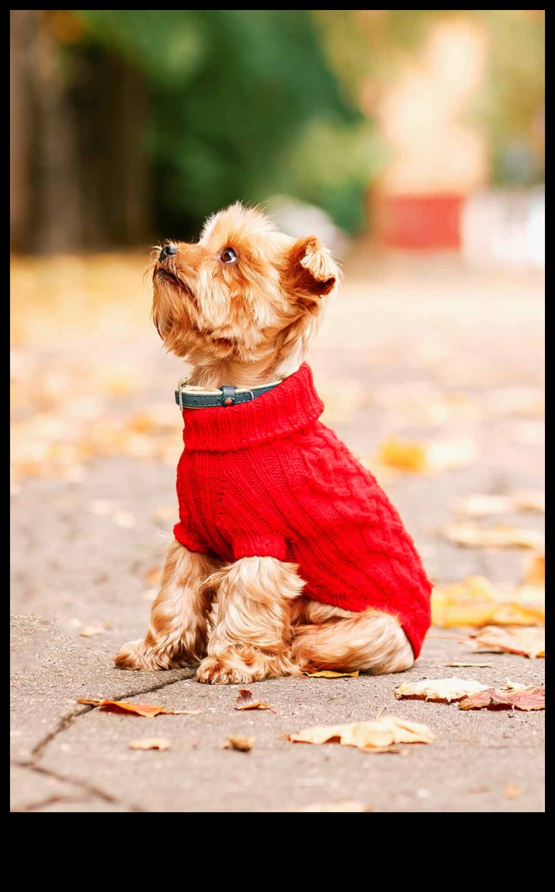 Canine Couture: Stylish Fashion Tips for Your Furry Friend