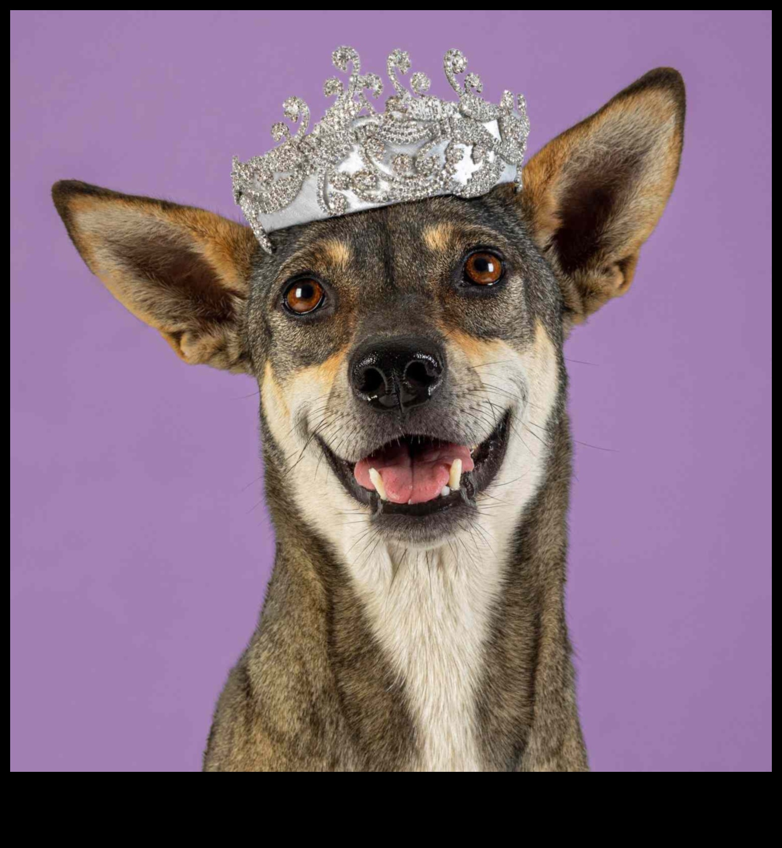 Canine Crown Jewels: Elegant Accessories Fit for Royalty