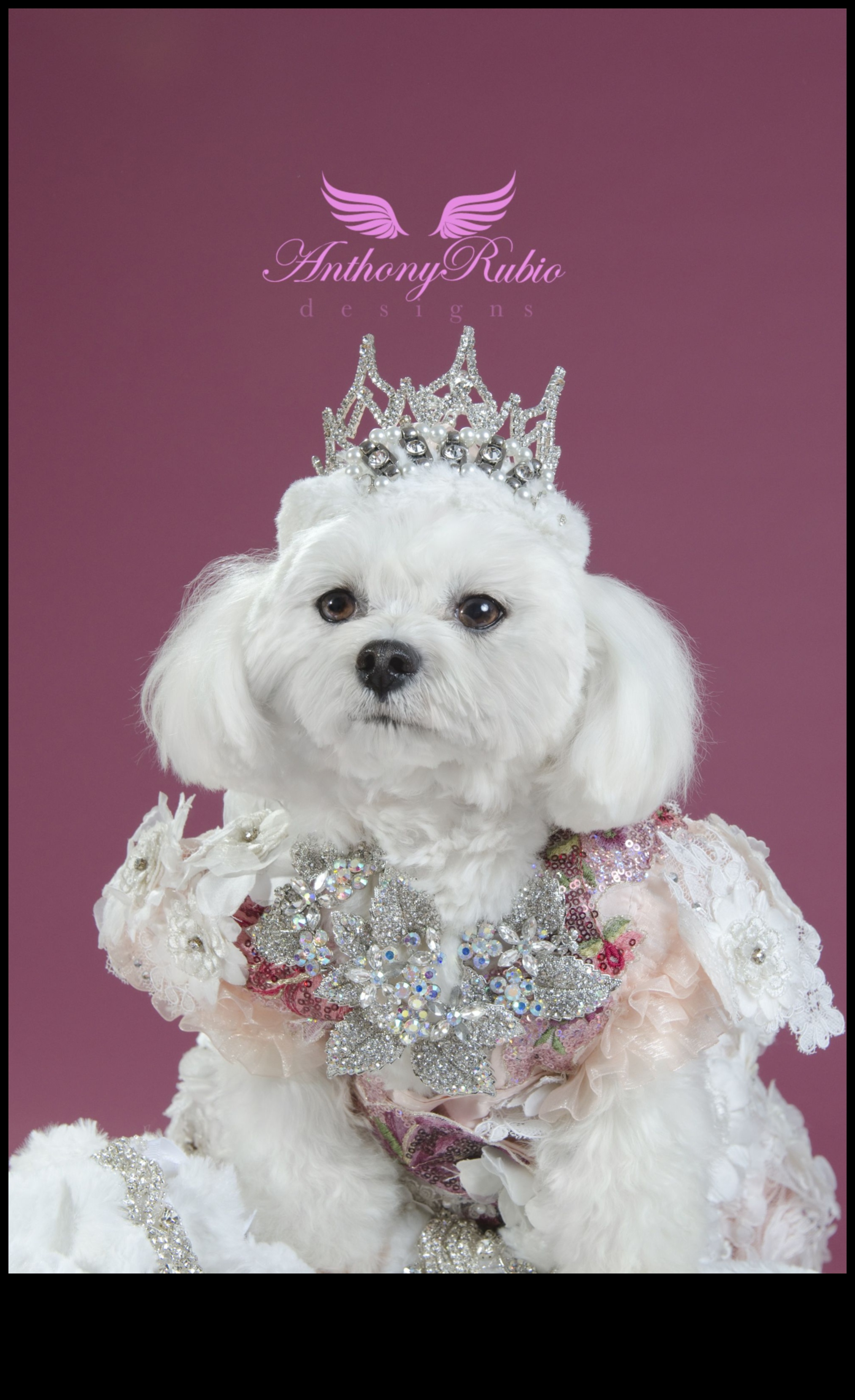 Canine Crown Jewels: Elegant Accessories Fit for Royalty