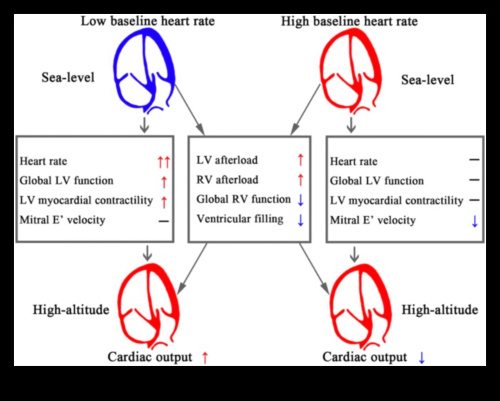 Cardiovascular Elevation: Rise to the Challenge of a Strong Heart
