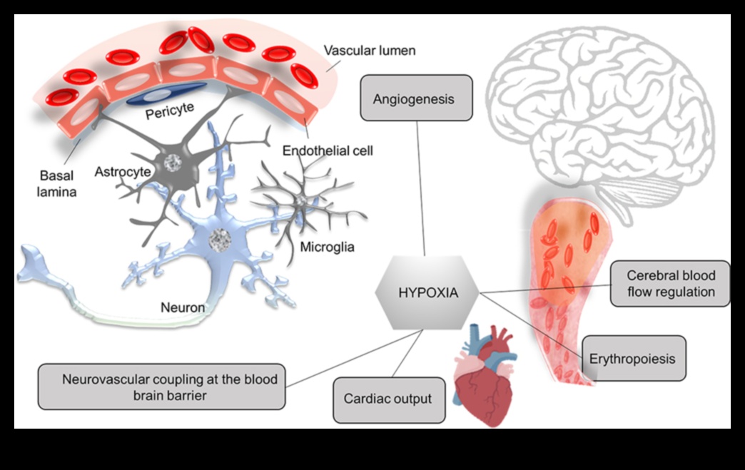 Cardiovascular Elevation Soaring to New Heights of Health 4 Cardiovascular Elevation: Soaring to New Heights of Health