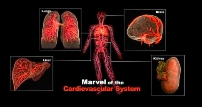 Cardiovascular Marvels: Unveiling the Mysteries of Heart Health
