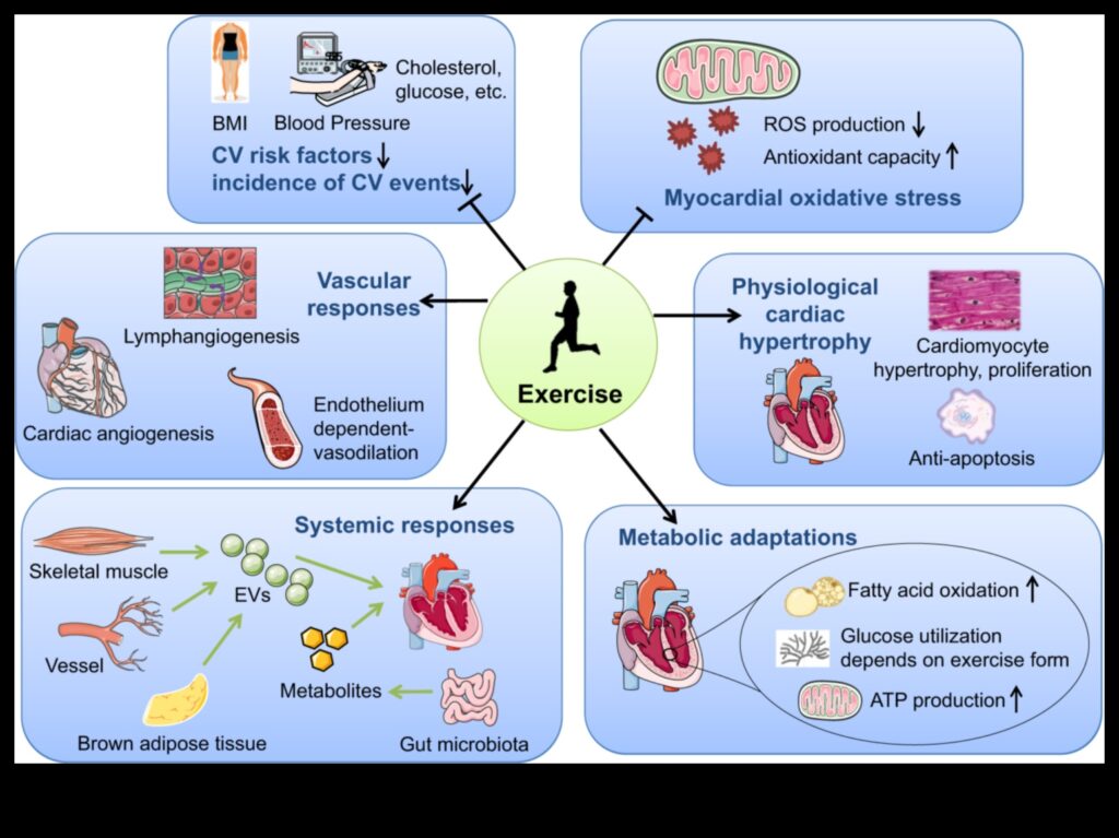 Cardiovascular Mastery Transform Your Health and Well-Being with These 7 Exercises 1
