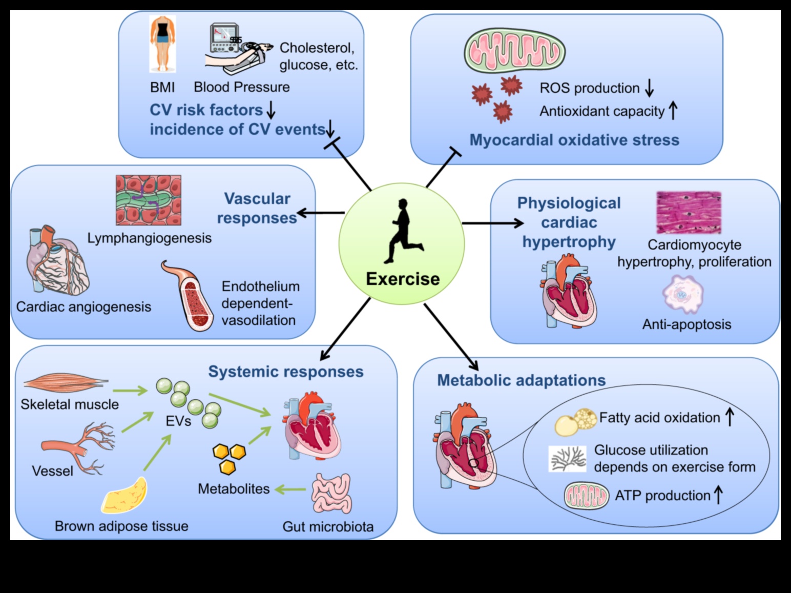 Cardiovascular Mastery: Transformative Exercises for Wellness