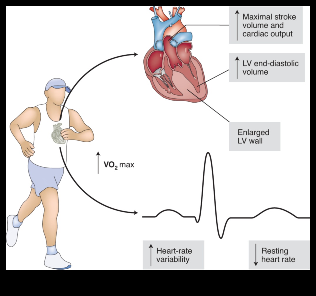 Cardiovascular Mastery: Transformative Exercises for Wellness