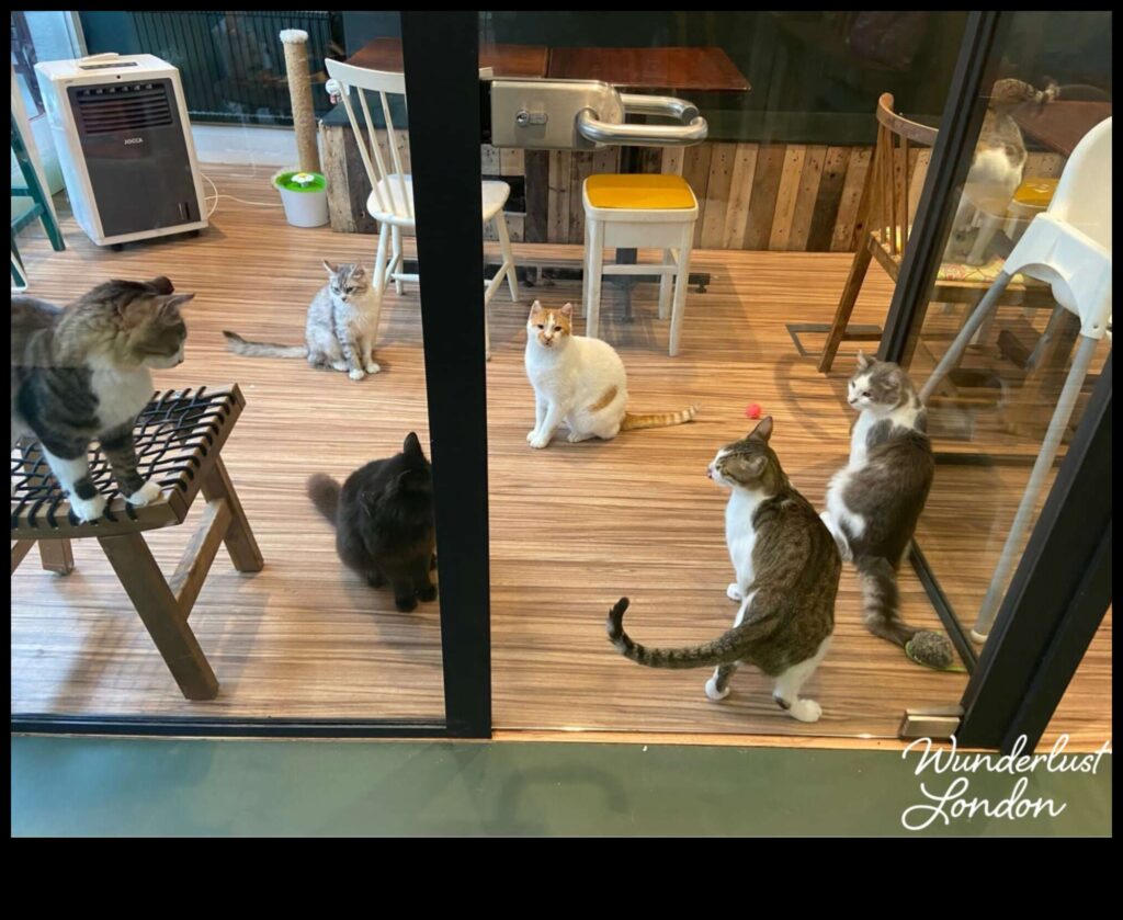 Cat Café Adventures Visiting Unique Feline-Friendly Hangouts 1