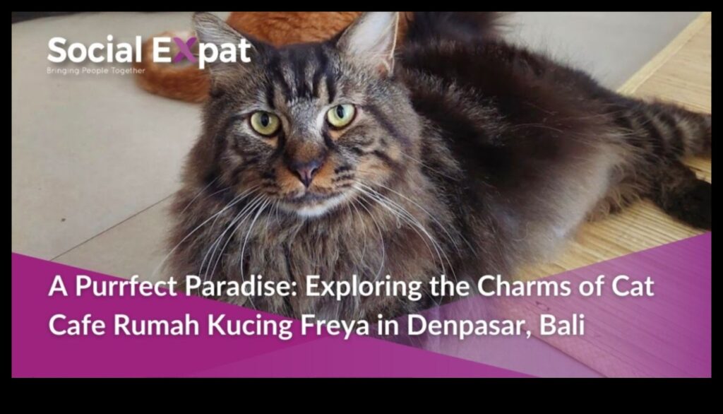 Cat Café Culture Worldwide Discovering Purr-fect Hangouts 1