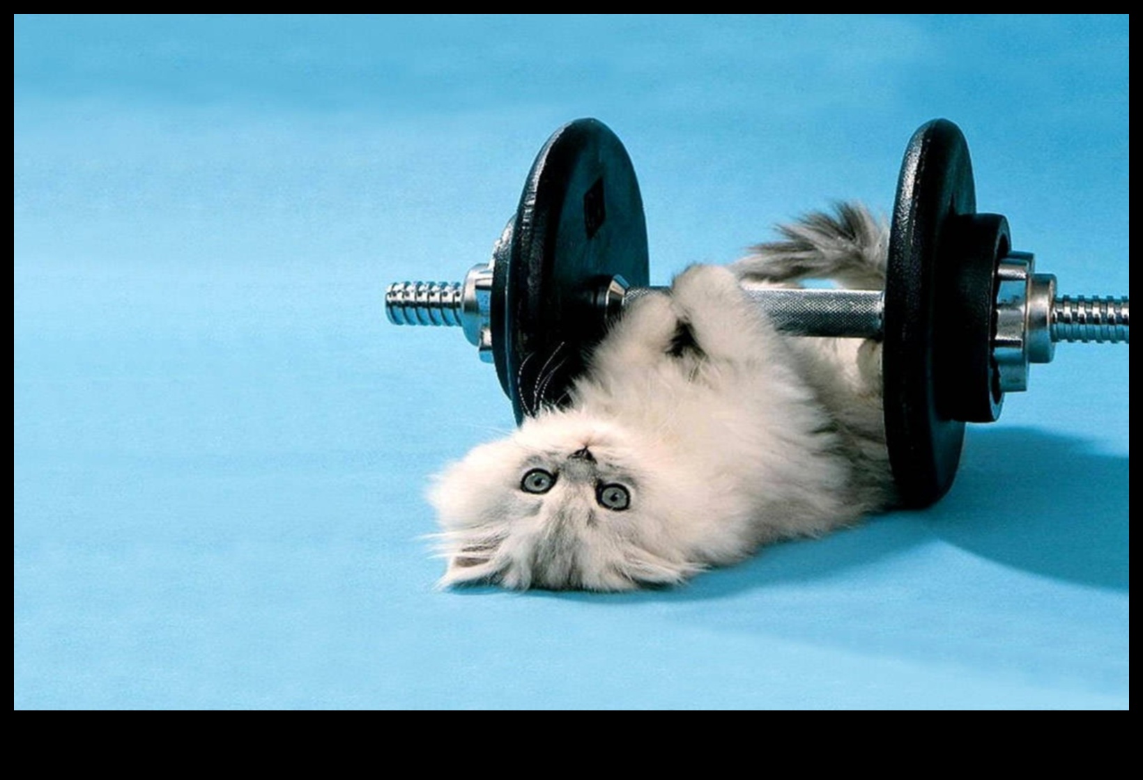 Cat Calisthenics: Fun Exercises to Keep Your Cat Agile and Happy