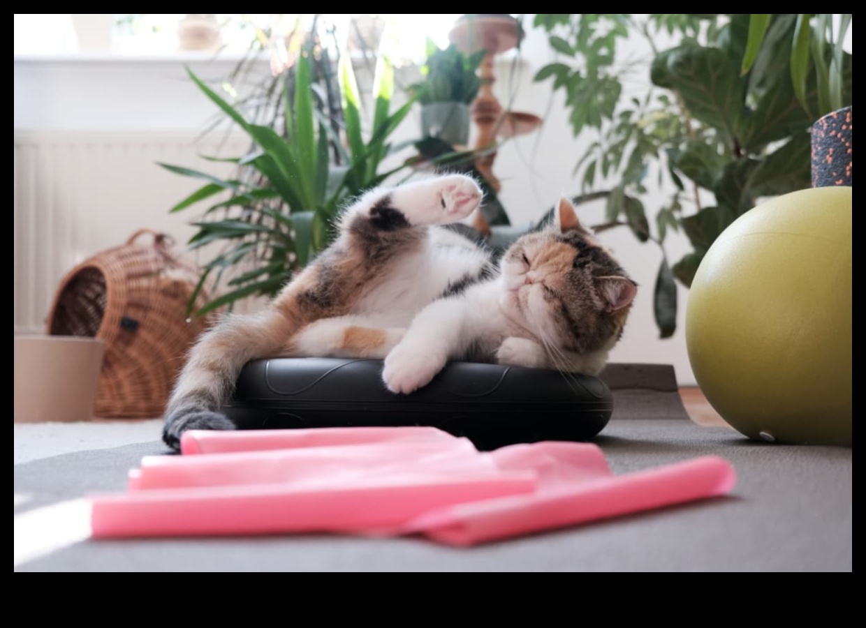 Cat Calisthenics: Fun Exercises to Keep Your Cat Agile and Happy