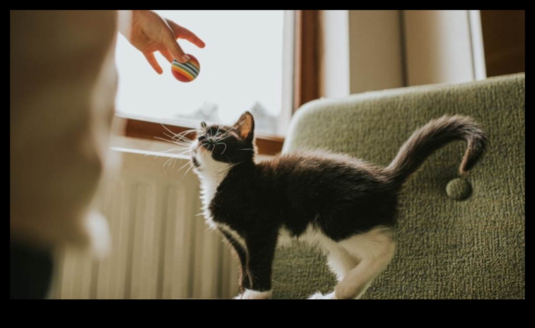 Cat Calisthenics: Fun Exercises to Keep Your Cat Agile and Happy