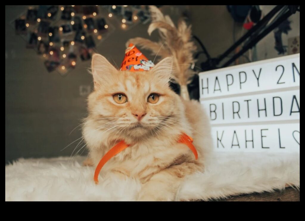 Cat Carnival DIY Planning a Paw-some Event for Your Cat 1