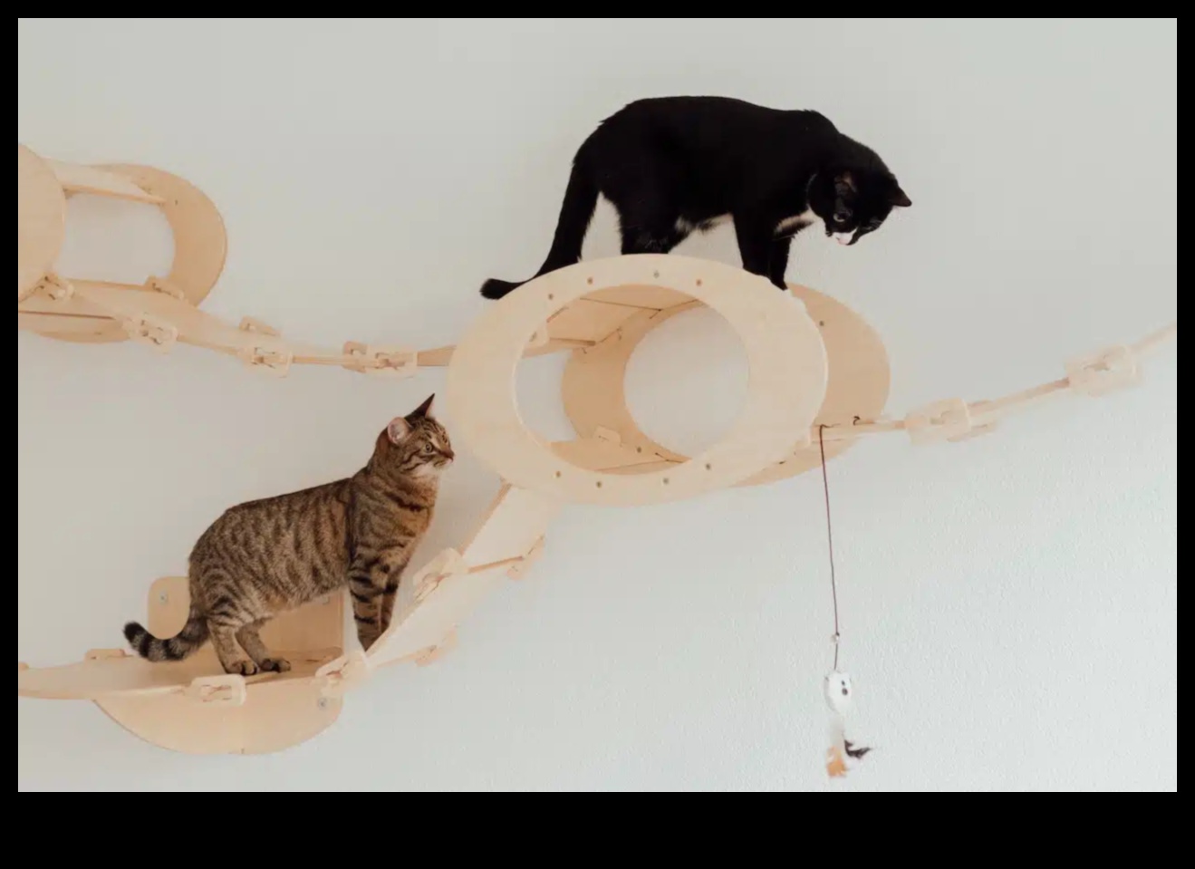 Cat Carnival DIY: Planning a Paw-some Event for Your Cat