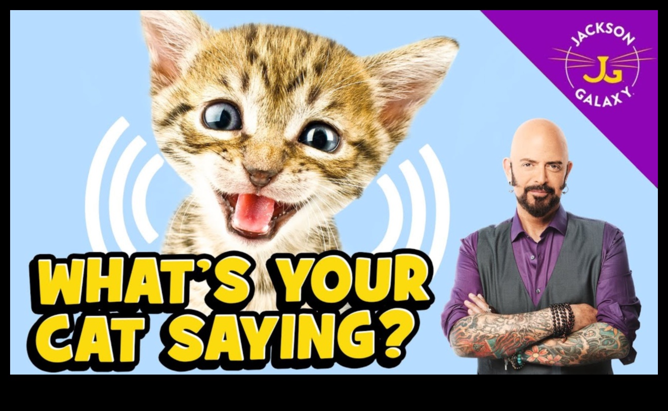 Cat Chit-Chat Decoding Different Cat Vocalizations 5 Cat Chit-Chat: Decoding Different Cat Vocalizations