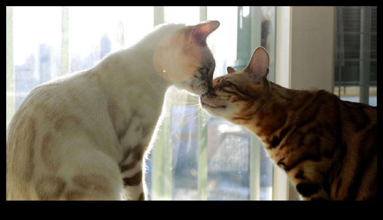 Cat Class: Etiquette Tips for Living with a Feline Companion