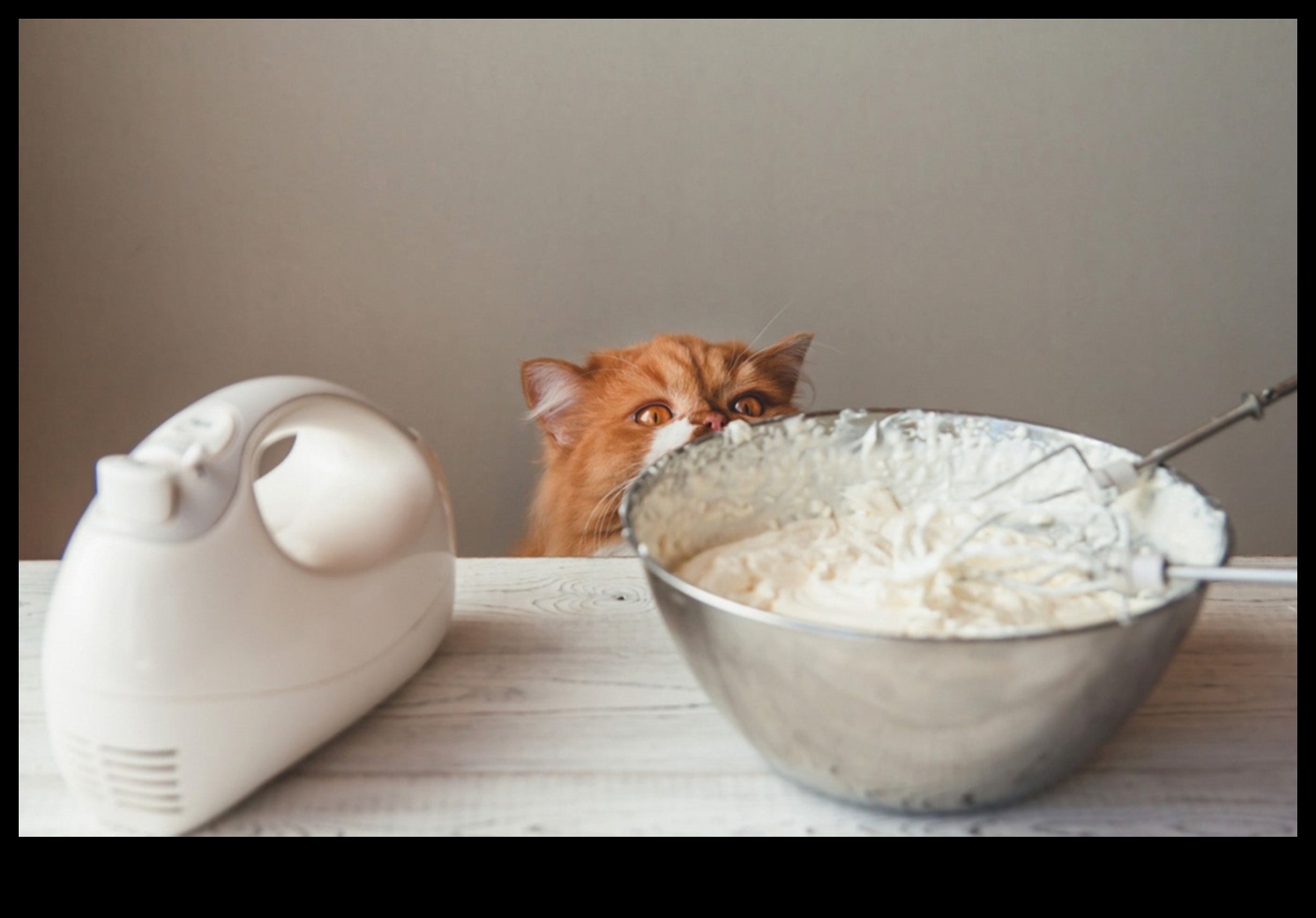Cat Comfort Cuisine: Whipping Up Nutritious Meals for Your Kitty