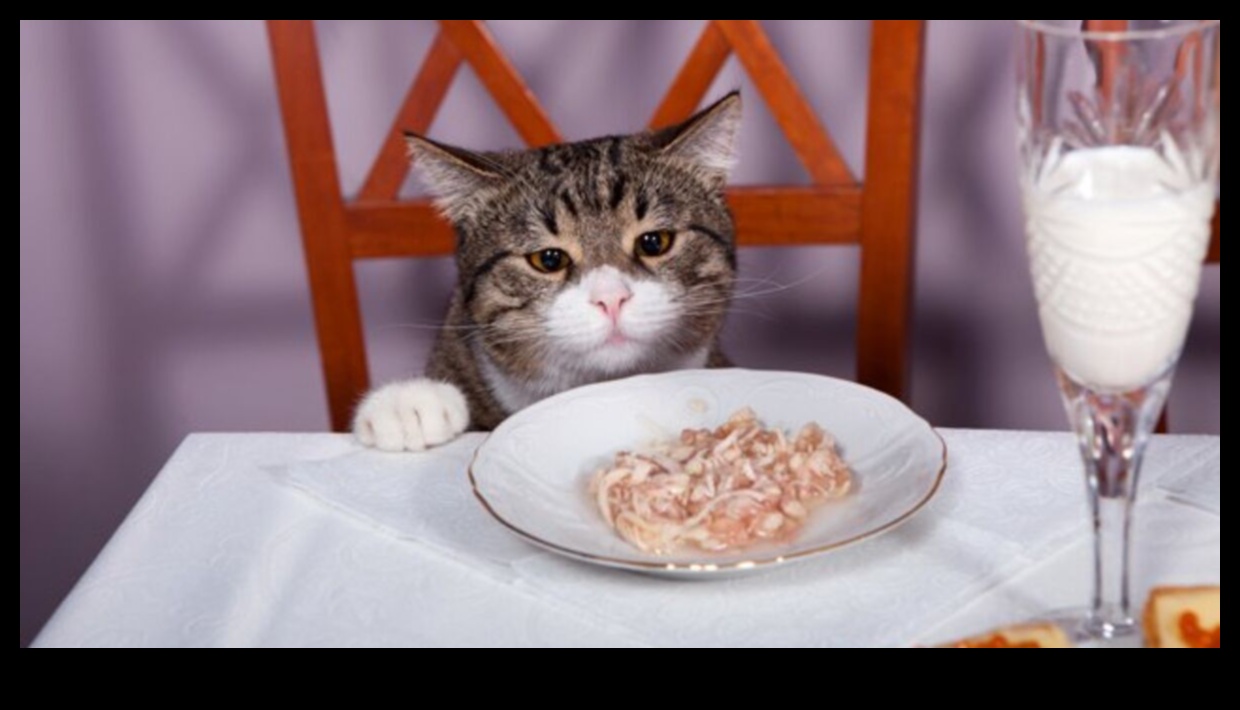 Cat Comfort Cuisine: Whipping Up Nutritious Meals for Your Kitty