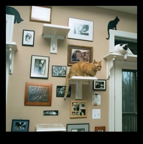 Cat Condos: Creating Vertical Spaces for Feline Exploration